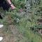 IMG_20240927_115609.jpg (520x388, 63.05 KB)