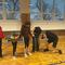 IMG-20250329-WA0026.jpg (520x390, 48.97 KB)