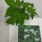 IMG_5391.jpg (173x221, 12.07 KB)