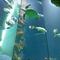 IMG-20250525-WA0013.jpg (520x693, 46.07 KB)