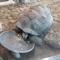 IMG-20250525-WA0014.jpg (520x693, 77.70 KB)