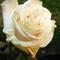 IMG_20250627_153033-EDIT.jpg (520x690, 30.63 KB)
